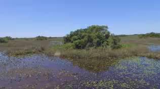 War on Invasive Species
