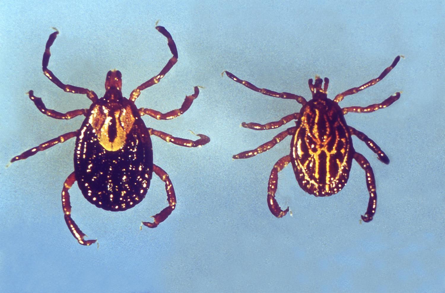 Could genetically engineered mice reduce Lyme disease?