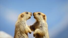 Baby Marmots Quickly Learn the Rules of the Mountain: asset-mezzanine-16x9