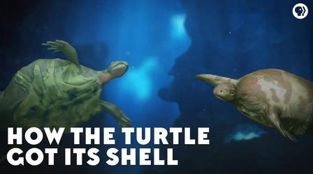 Video thumbnail: Eons How the Turtle Got Its Shell