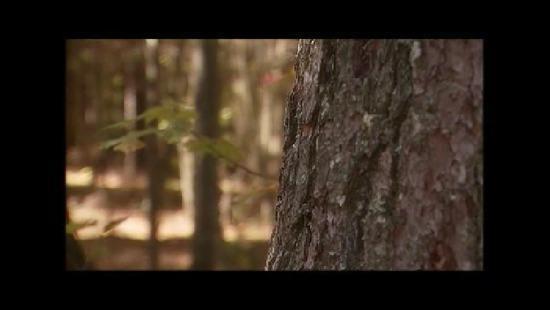 History & Background of Minnesota's Forests