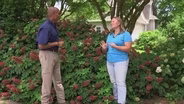 When and How to Prune Hydrangeas & Summer Tomato Care