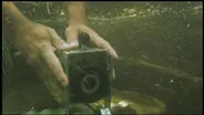 Feral Pigs; Fish Cam, Siletz Photo Essay, Wetland Farming