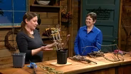 Tree Climbing Vines