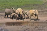 Elephant Path - Njaia Njoku | Trailer