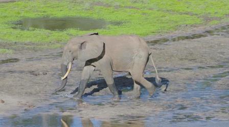 Video thumbnail: PBS NewsHour Congo Basin's endangered wildlife find unlikely guardians