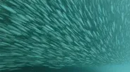 The Largest Mass Migration on the Planet
