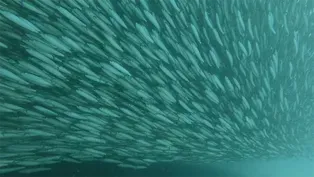 The Largest Mass Migration on the Planet