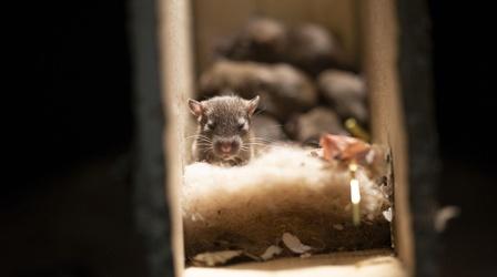 Video thumbnail: Wild Metropolis Rats Use Their Skills to Become the Ultimate Urban Animal