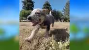 Puppies at Play