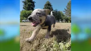 Puppies at Play