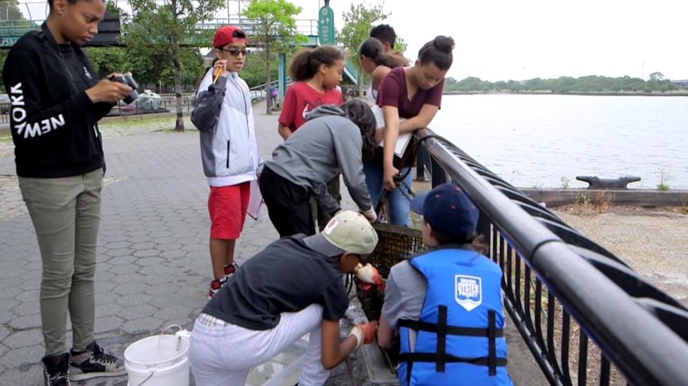 Can students return a billion oysters to a New York harbor? image