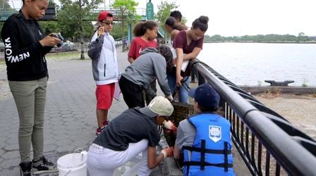 Video thumbnail: PBS NewsHour Can students return a billion oysters to a New York harbor?