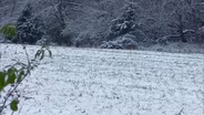 Striper Fishing; Rabbit Hunt; Deer Hunt in the Snow