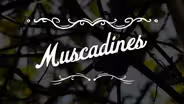 Preview | Muscadine Mood
