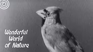 Wisconsin’s Winter Birds and Their Habitats