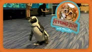 Petting Zoo: Penguin Inspires Kids with Disabilities