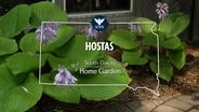 South Dakota Home Garden Hostas