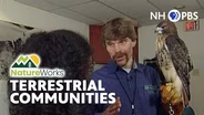 Terrestrial Communities