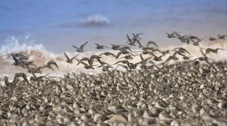 Video thumbnail: Nature Mesmerizing Sandpipers Hunt... While Being Hunted
