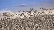Mesmerizing Sandpipers Hunt... While Being Hunted