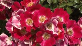 Video thumbnail: Backyard Farmer Backyard Farmer: Spring Rose Care and Conifers