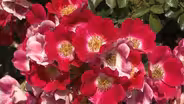 Backyard Farmer: Spring Rose Care and Conifers