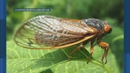 Cicadas Arrive in the Chicago Area: What You Need to Know