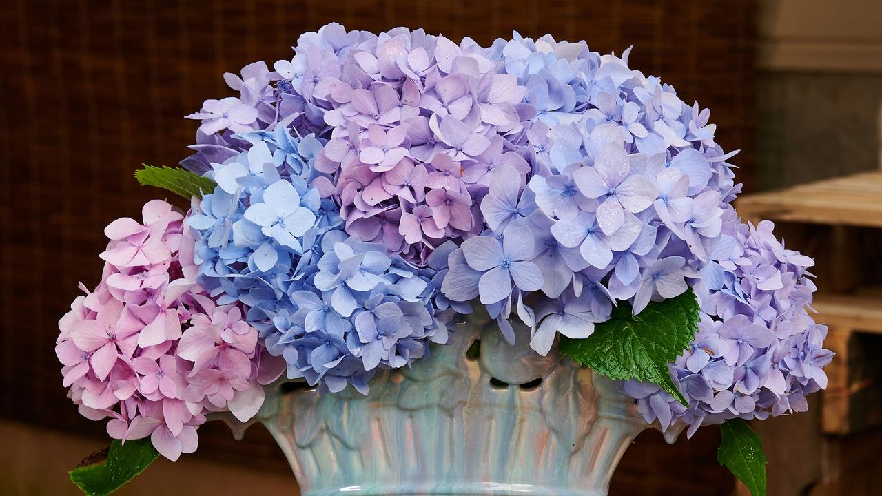 J Schwanke's Life In Bloom | Hooray for Hydrangeas