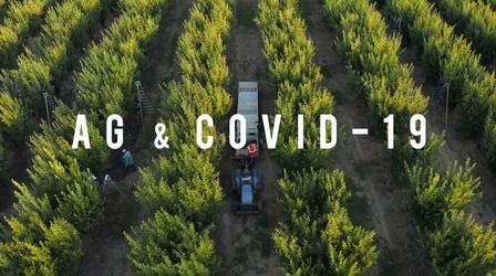Video thumbnail: American Grown: My Job Depends on Ag Ag & COVID-19