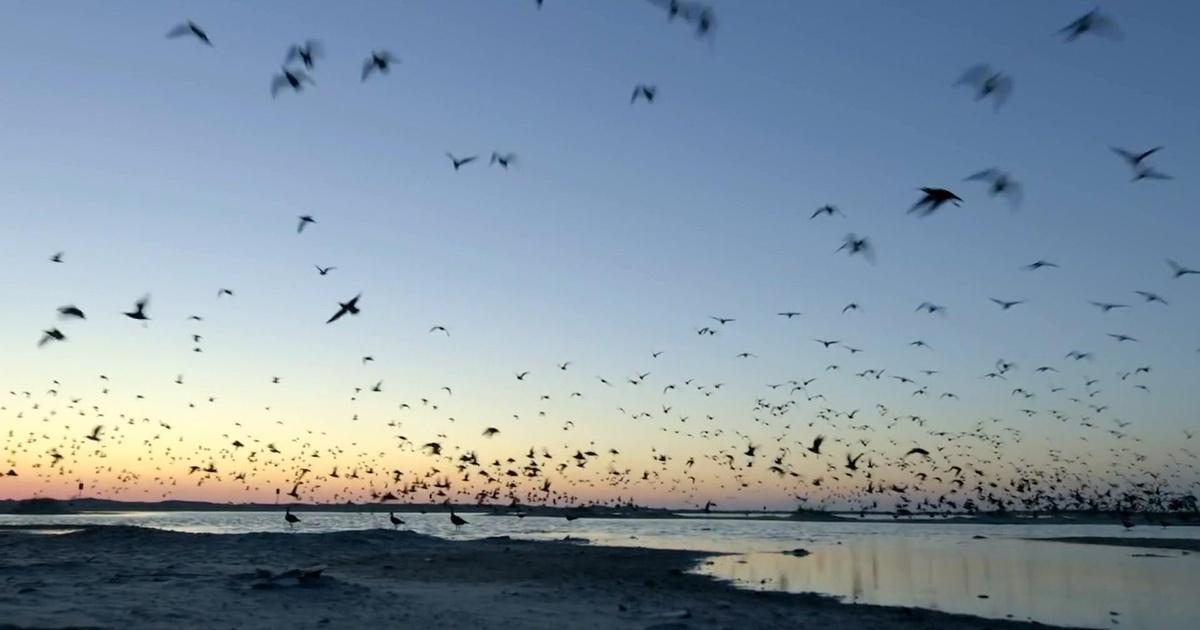 Palmetto Scene SCETV