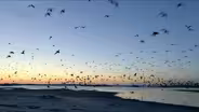 Whimbrels at Deveaux Bank