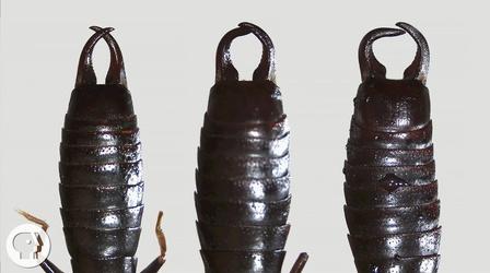 Video thumbnail: Deep Look What Do Earwigs Do With Those Pincers Anyway?
