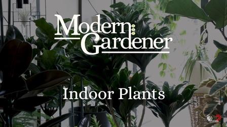 Video thumbnail: Modern Gardener Indoor Plants