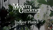 Indoor Plants