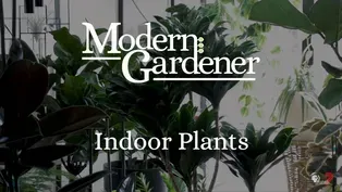 Indoor Plants