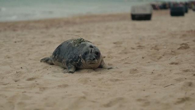 Group of rescued gray seals heads home after rehabilitation