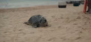Group of rescued gray seals heads home after rehabilitation