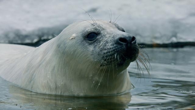 A Seal Pup's Fight for Survival