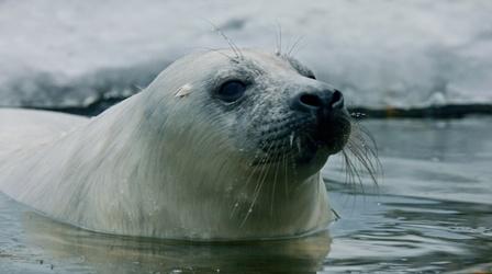 Video thumbnail: Wild Scandinavia A Seal Pup's Fight for Survival