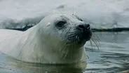 A Seal Pup's Fight for Survival