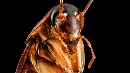 Video thumbnail: Insectarium For Your Consideration: The Incredible… Roach!