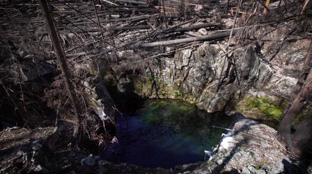 Video thumbnail: Oregon Field Guide Opal Creek After Fire; Rogue Dogs
