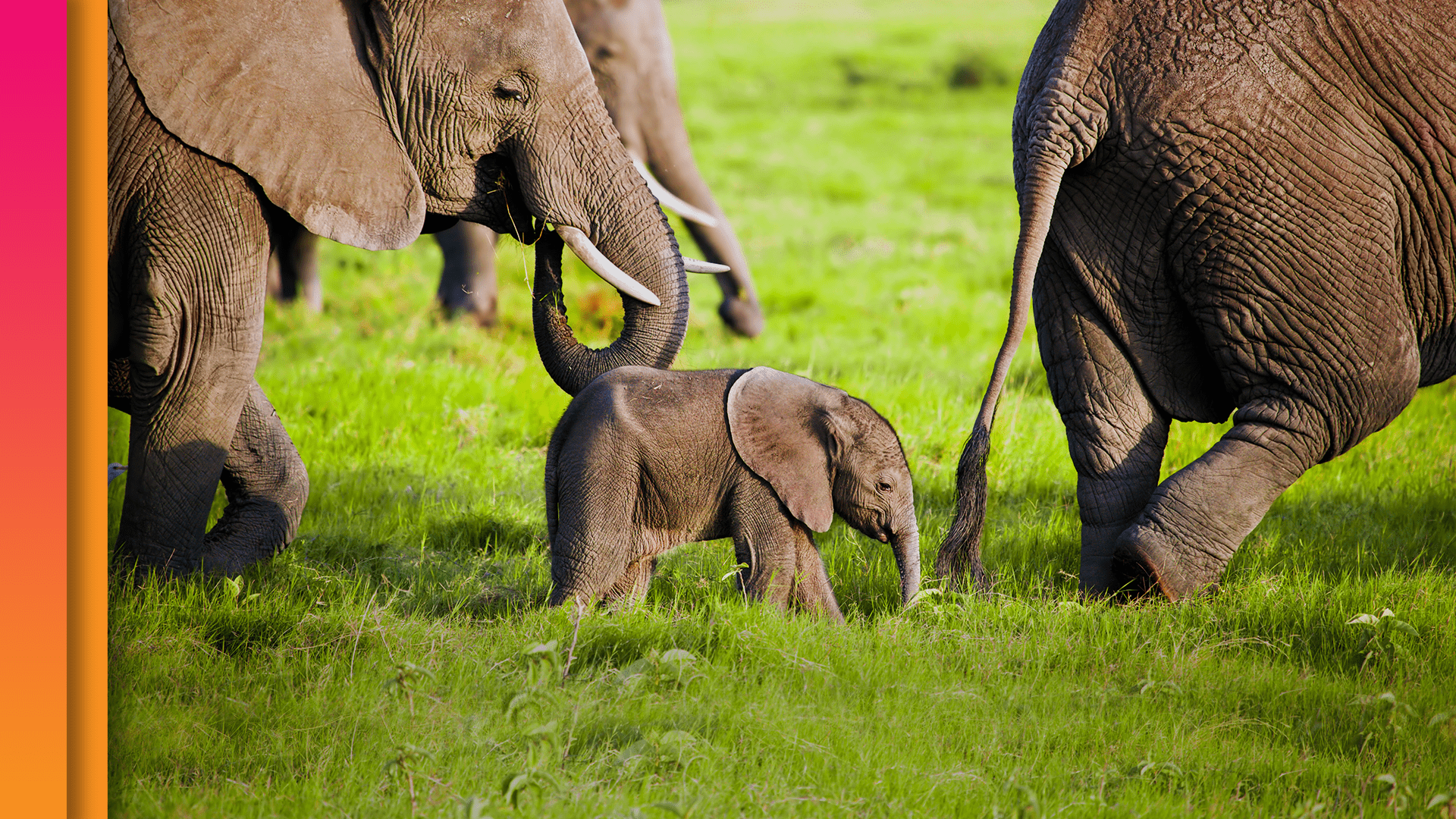 Elephant Moms Carry the Wisdom of Generations