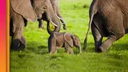 Elephant Moms Carry the Wisdom of Generations