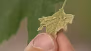 Caring for Your Tree with Tree Utah