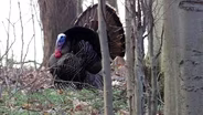 Turkey Hunting, Turkey Pole, Food Plot Tips;