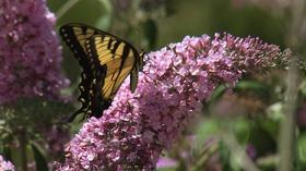 Video thumbnail: Backyard Farmer Backyard Farmer: Butterflies Moths & Peonies