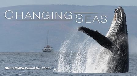 Video thumbnail: Changing Seas Humpback Health