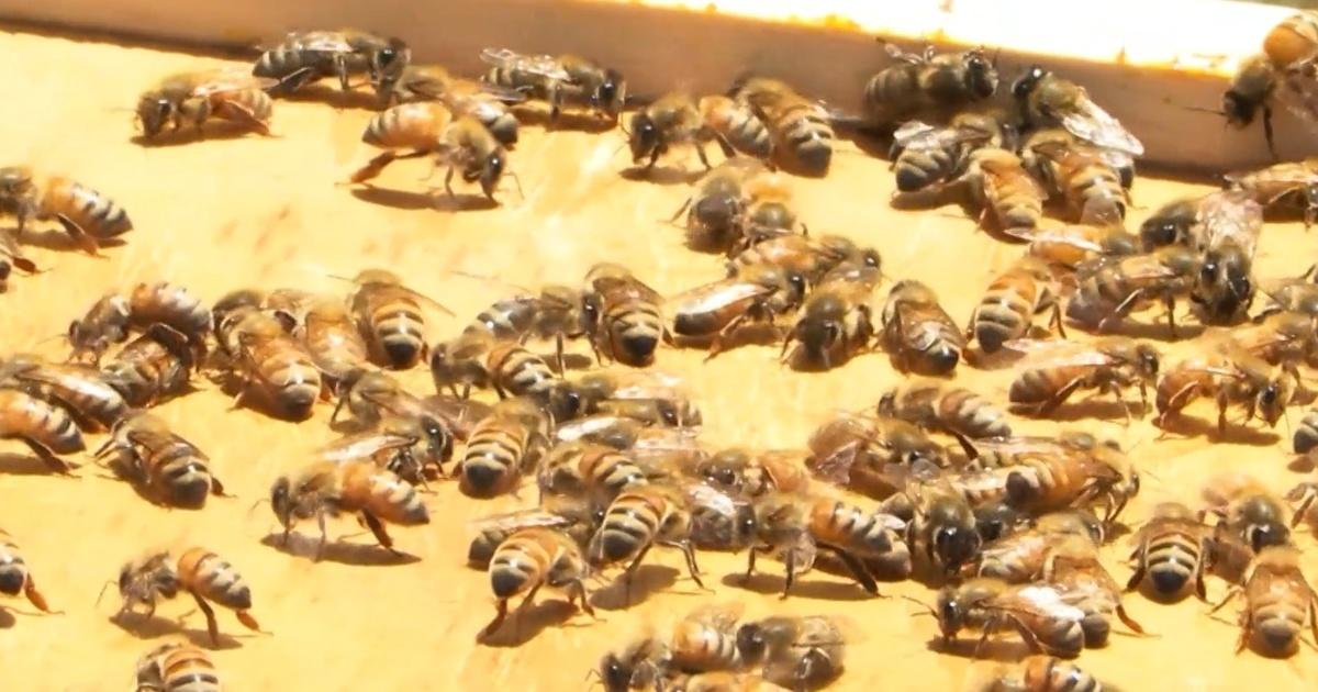 Kentucky Edition | KSU Fighting Bee-Threatening Mite | Season 4 ...